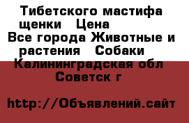  Тибетского мастифа щенки › Цена ­ 10 000 - Все города Животные и растения » Собаки   . Калининградская обл.,Советск г.